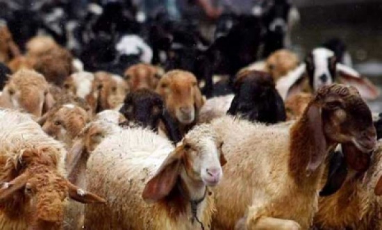 12 حيلة يلجأ لها بعض باعة الأغنام والأضاحي لغش المشترين.. تعرف عليها 12 حيلة يلجأ لها بعض باعة الأغنام والأضاحي لغش المشترين.. تعرف عليها