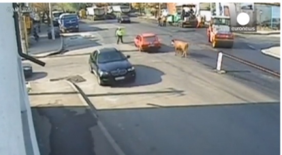 ثور يوجه نطحة قوية لشرطي مرور!