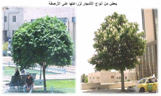 الأمانة تدعو المواطنين للالتزام بزراعة الارصفة بالاشجار المناسبة الأمانة تدعو المواطنين للالتزام بزراعة الارصفة بالاشجار المناسبة