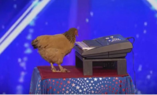 بالفيديو.. دجاجة تعزف بمهارة على البيانو وتبهر لجنة التحكيم!