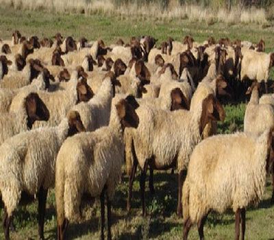 نفوق 85 راسا من الماشية في الاغوار الجنوبية