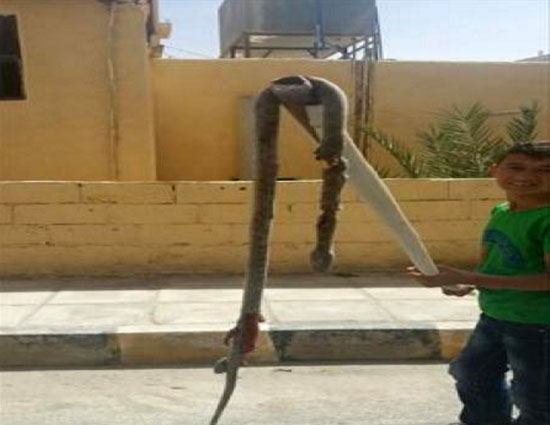 الحرارة تتسبب بخروج الافاعي والقوارض في وادي موسى الحرارة تتسبب بخروج الافاعي والقوارض في وادي موسى