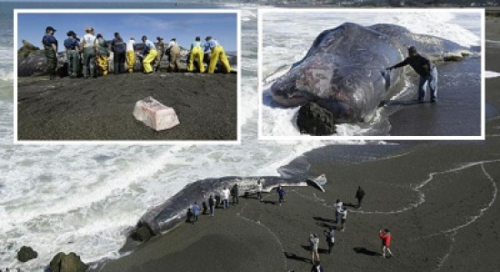 حوت ضخم يظهر نافقا على شواطئ أمريكا