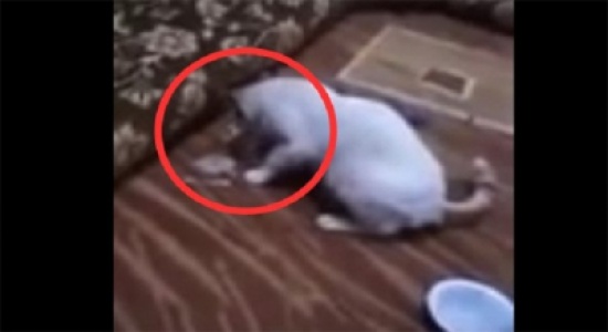 بالفيديو .. ما حدث لـ قطه مسحورة بالسحر الاسود عندما بدا الشيح بقراءة القران عليها بالفيديو .. ما حدث لـ قطه مسحورة بالسحر الاسود عندما بدا الشيح بقراءة القران عليها