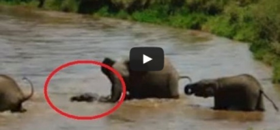 قطيع فيلة يساعد أما في إنقاذ صغيرها من الغرق