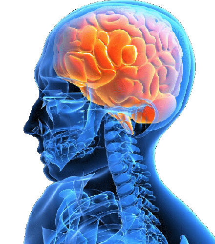 ﺣﺟم اﻟﻣﺦ اﻟﺑﺷري ﯾﺗﻧﺎﻗص ﻣﻊ اﻟﺗﻘدم ﻓﻲ اﻟﻌﻣر ﺣﺟم اﻟﻣﺦ اﻟﺑﺷري ﯾﺗﻧﺎﻗص ﻣﻊ اﻟﺗﻘدم ﻓﻲ اﻟﻌﻣر