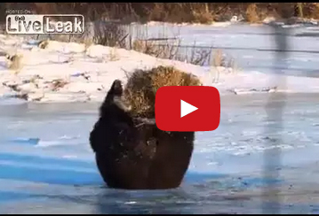 ‫مقطع طريف لـ "دب" يلهو بـ "كومة قش"‬