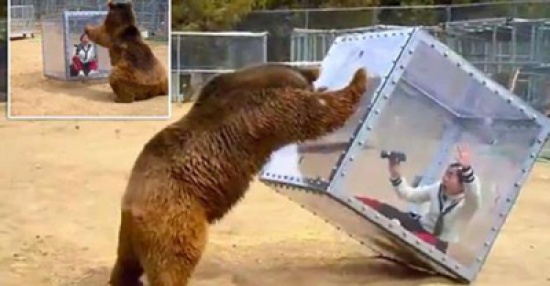 شاهد..  لحظة هجوم دب على فتاة داخل صندوق زجاجي