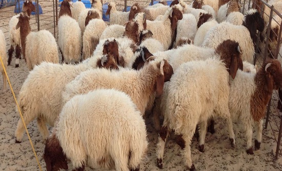 بلدية كفرنجه تباشر بازالة حظائر الاضاحي بلدية كفرنجه تباشر بازالة حظائر الاضاحي