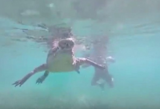 فيديو: رجل يصطحب ابنته لتسبح مع تمساح