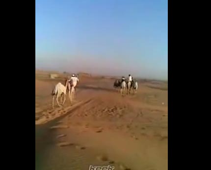 موقف طريف .. يريد ان يركب جمل