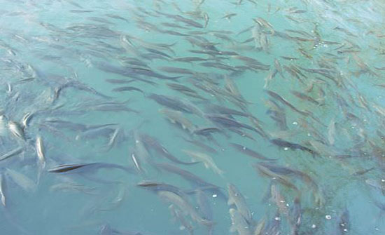 ارتفاع كمية إنتاج مزارع تربية الأسماك خلال 2018