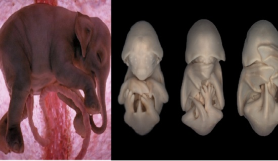 صور| 10 لقطات مذهلة لحيوانات في أرحام أمهاتها!