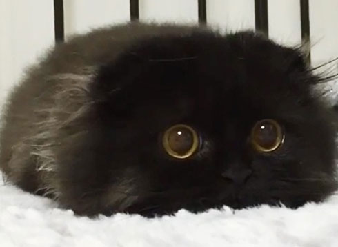 بالصور.. قط صاحب أكبر عيون فى العالم