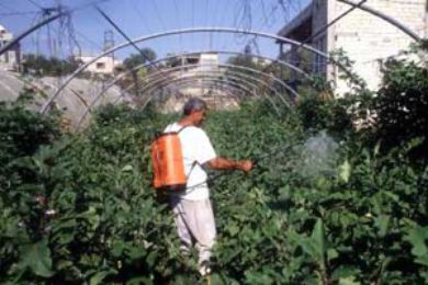 انطلاق فعاليات المؤتمر العربي الحادي عشر للعلوم وقاية النبات في عمان انطلاق فعاليات المؤتمر العربي الحادي عشر للعلوم وقاية النبات في عمان