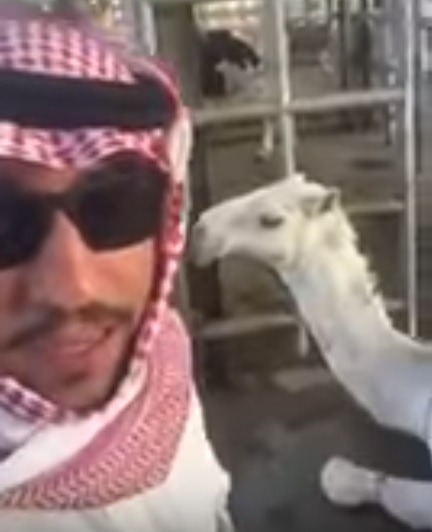 بالفيديو.. شاب يوثّق نحره لجمل أحتفالاً بالأوامر الملكية بالفيديو.. شاب يوثّق نحره لجمل أحتفالاً بالأوامر الملكية