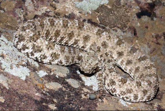 بالفيديو والصور.. ثعبان يستخدم ذيله لجذب فريسته