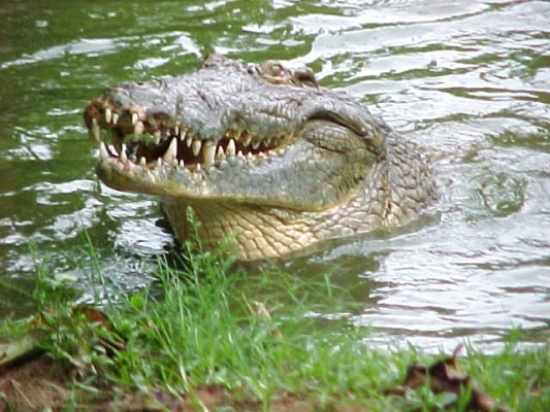 تغريم شخصين فى أستراليا بسبب مصارعتهما "تماسيح"