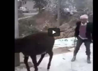 شاهد.. رجل يعتدي على"حمارين"