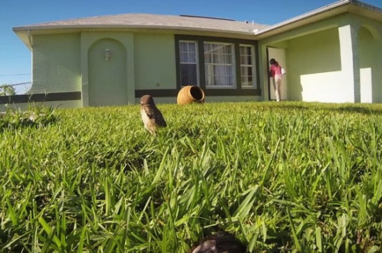 شاهد.. منافسة في الرقص بين بومتين