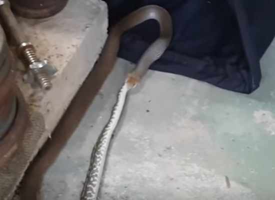 شاهدوا أكثر اللقطات رعباً.. ثعبان يلتهم آخر في أحد المنازل!