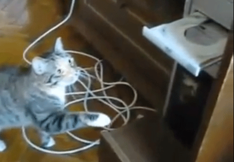 قتال القط مع اقراص الـDVD