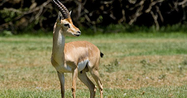 اصطدام سيارتين بسبب غزالة ولدت على الطريق فى السويد اصطدام سيارتين بسبب غزالة ولدت على الطريق فى السويد