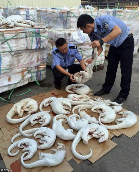 صور: الجمارك الصينية تعثر على 2600 من حيوان البنغول مذبوحاً صور: الجمارك الصينية تعثر على 2600 من حيوان البنغول مذبوحاً