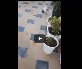 شاهد.. طائر يقدم وردة لحبيبته