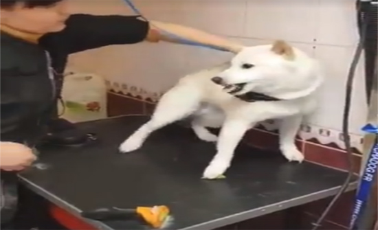 بالفيديو: طبيبة.. تروض كلب شرس في أقل من دقيقة