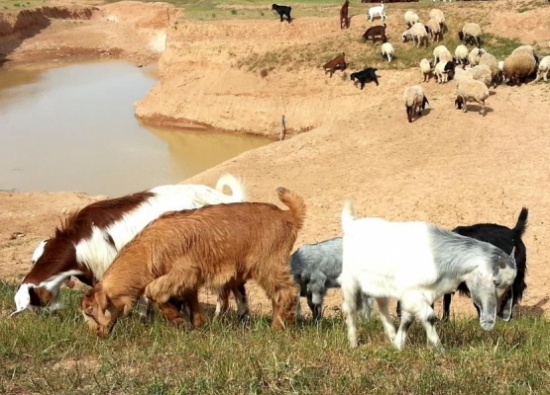 قطيع ماعز يلتهم 3 آلاف ريال