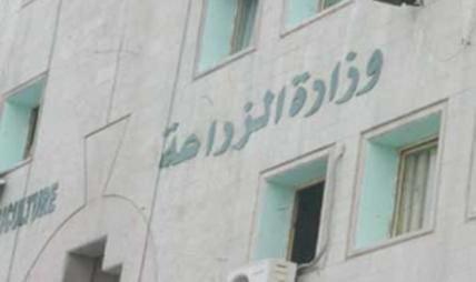 الزراعة: لا وجود لحمضيات اسرائيلية بالأسواق الاردنية الزراعة: لا وجود لحمضيات اسرائيلية بالأسواق الاردنية