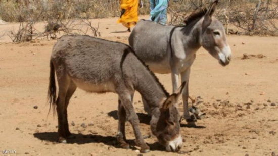 حل لغز جريمة قتل بالسودان "مرتكبها حمار" حل لغز جريمة قتل بالسودان "مرتكبها حمار"