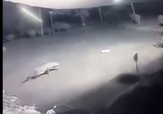 بالفيديو : وقوع كلب في براثن فهد .. مثير ..! بالفيديو : وقوع كلب في براثن فهد .. مثير ..!