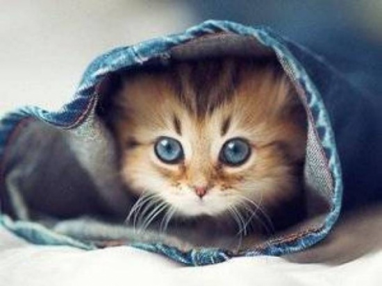 فيديو: قطة تقود دراجة نارية بمنتهى البراعة وتنطلق بأقصى سرعة