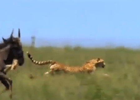 عالم الافتراس