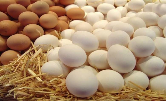 30 % من البيض الاسرائيلي ملوث بالسالمونيلا 30 % من البيض الاسرائيلي ملوث بالسالمونيلا