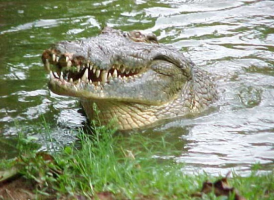 بالفيديو : اعلان شنطة .. تمساح يلتهم فتاة أمام صديقتها