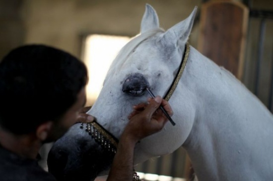 مكياج وكوافير وحفلات زفاف للخيول في "رام الله" مكياج وكوافير وحفلات زفاف للخيول في "رام الله"