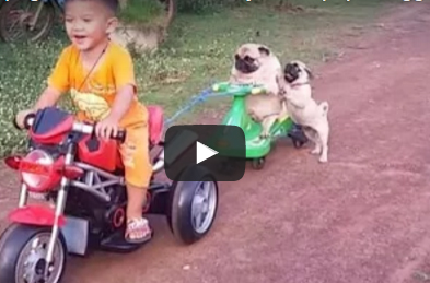 بالفيديو.. شاهد ماذا فعل كلب صغير بعد سقوطه من عربة طفل