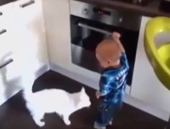 فيديو : قط يمنع طفل الاقتراب من الغاز