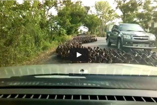 تسونامي من آلاف البط في تايلاند !