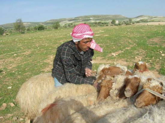 مربو المواشي في عجلون يطالبون بإيقاف تعويم أسعار الأعلاف مربو المواشي في عجلون يطالبون بإيقاف تعويم أسعار الأعلاف