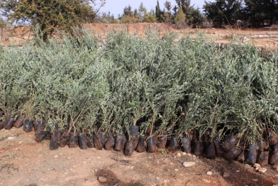 الزراعة توزع 10 الاف غرسة زيتون على مزارعي عجلون