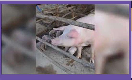 لقطات مرعبة لخنزير له 8 أرجل ورأسان وثلاثة آذان (فيديو)
