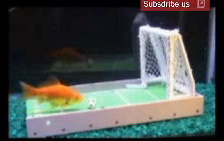 أذكى سمكة في العالم تلعب كرة القدم وكرة السلة