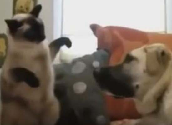 شاهد من أقوى القطة أم الكلب(فيديو)