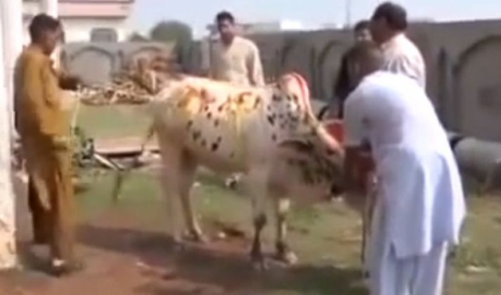 شاهد.. ثور هائج يتغلب على 4 رجال ويسحل اثنين منهم