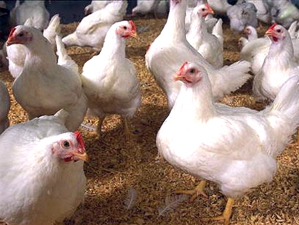 زيادة الطلب على لحوم الدواجن خلال اليومين الماضيين زيادة الطلب على لحوم الدواجن خلال اليومين الماضيين