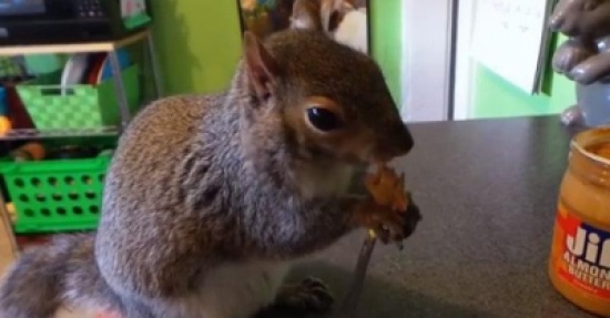 شاهد.. سنجاب يأكل طعامه بالشوكة